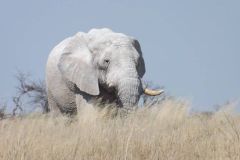 resized_Elefante-Namibia-1