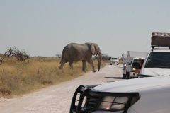 resized_Elefante-Namibia-3