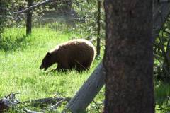 resized_parco-teton-e-yellowstone-8